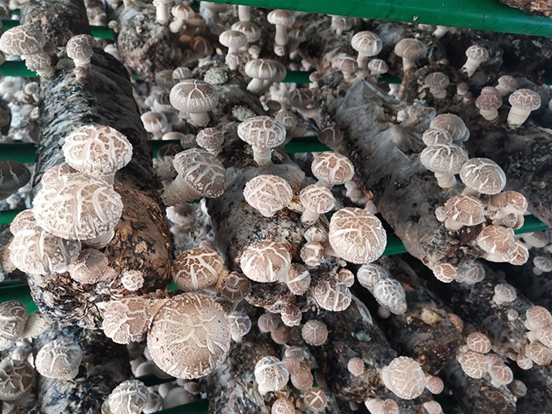 團石香菇小鎮(zhèn)：空氣源一體機，香菇養(yǎng)殖